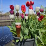 Tulips and Beer!