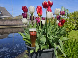 Tulips and Beer!