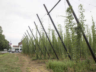 Hops growing outside Brasserie Dubuisson